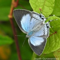 Tajuria cippus Fabricius, 1798